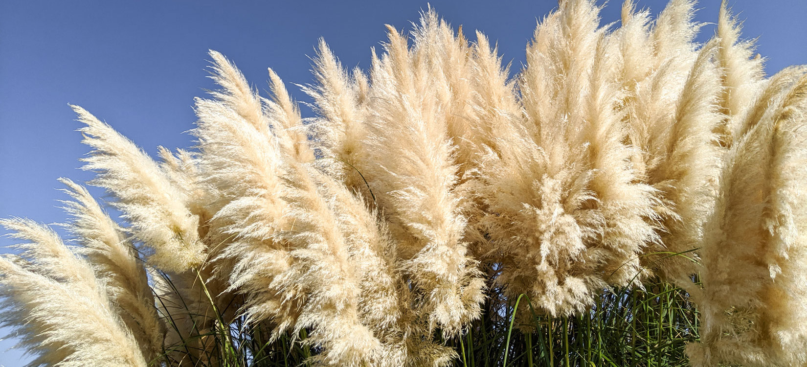 Herbe de la pampa déco : la faire sécher et l'entretenir pour bien